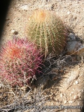 28895 amante Amante Darmanin