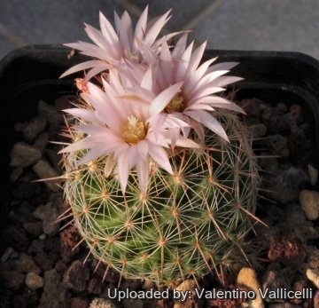 3527 valentino Valentino Vallicelli