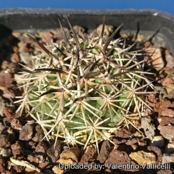 29975 valentino Valentino Vallicelli