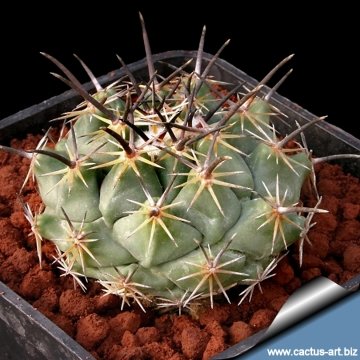 3524 cactus-art Cactus Art