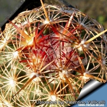 14635 valentino Valentino Vallicelli