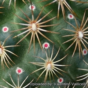 14637 valentino Valentino Vallicelli