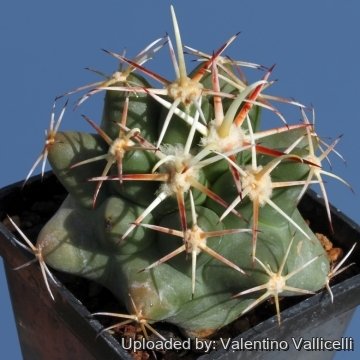 8116 valentino Valentino Vallicelli