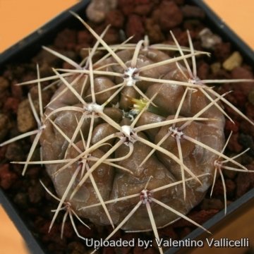 13049 valentino Valentino Vallicelli