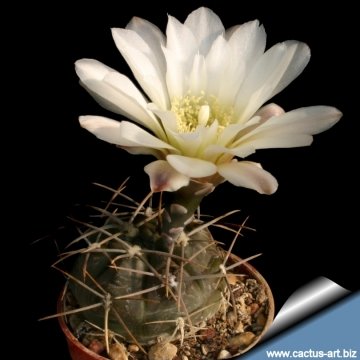 13050 cactus-art Cactus Art