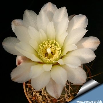 13051 cactus-art Cactus Art