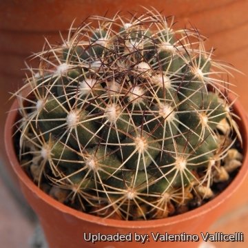 14616 valentino Valentino Vallicelli