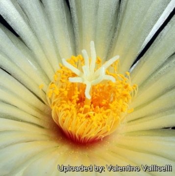 14620 valentino Valentino Vallicelli