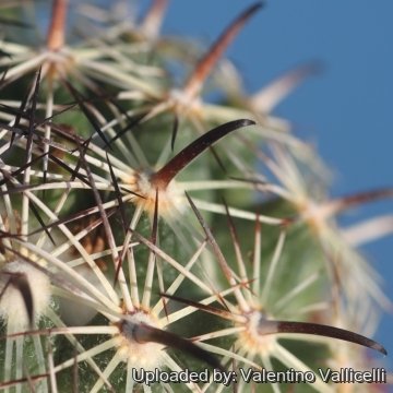 16837 valentino Valentino Vallicelli