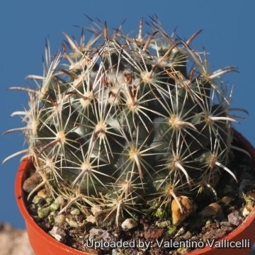 17703 valentino Valentino Vallicelli