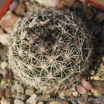 18301 valentino Valentino Vallicelli