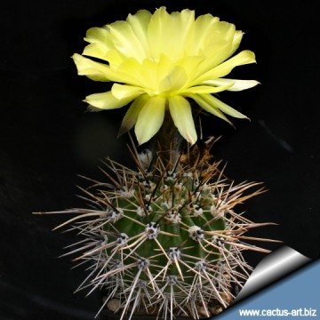 681 cactus-art Cactus Art