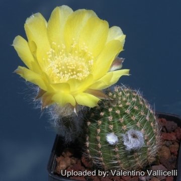 17849 valentino Valentino Vallicelli