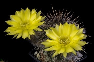 29697 cpif Peiffer Clement