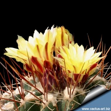 10413 cactus-art Cactus Art