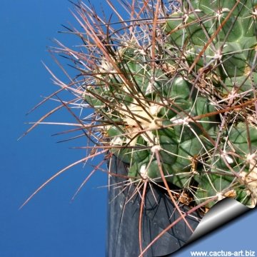10415 cactus-art Cactus Art