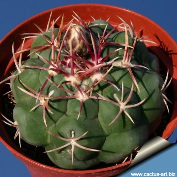 7862 cactus-art Cactus Art
