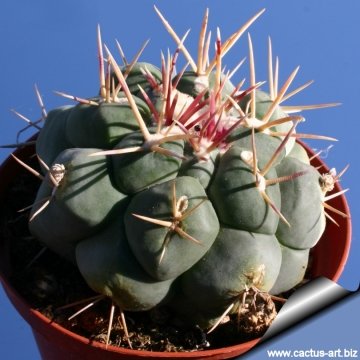 10421 cactus-art Cactus Art