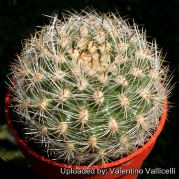 11885 valentino Valentino Vallicelli