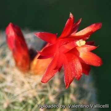 25089 valentino Valentino Vallicelli