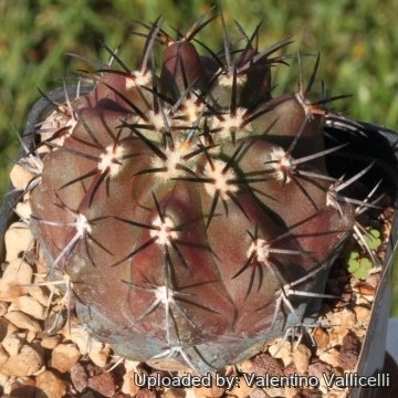 17183 valentino Valentino Vallicelli