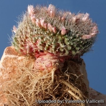 6837 valentino Valentino Vallicelli