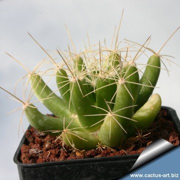 1567 cactus-art Cactus Art