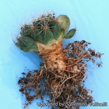 8936 valentino Valentino Vallicelli