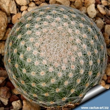 12141 cactus-art Cactus Art