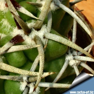 kissen monstera Waschbares Kissen Monstera von Lorena Canals main image 0