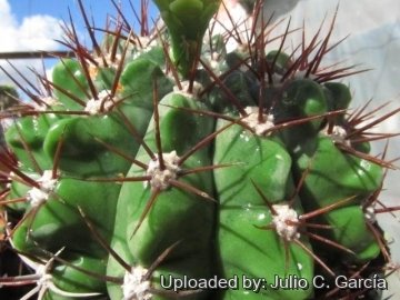 23263 julio Julio C. García 