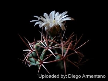 26696 diegoe Diego Armentano