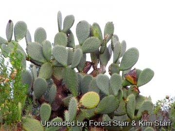 21046 star Forest Starr & Kim Starr