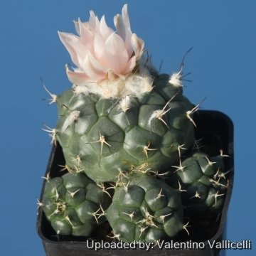 25325 valentino Valentino Vallicelli