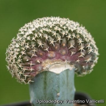 16935 valentino Valentino Vallicelli