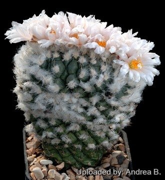 2414 andrea Andrea B.