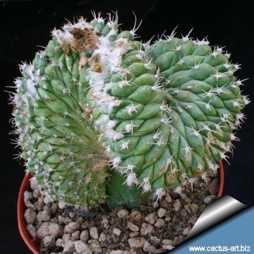 2416 cactus-art Cactus Art