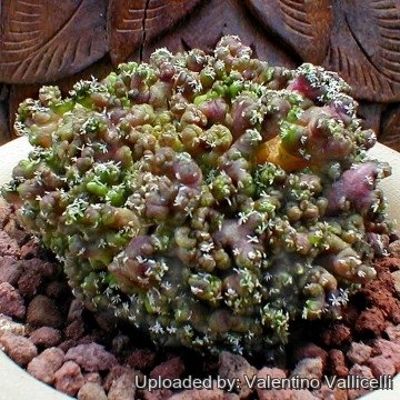 2424 valentino Valentino Vallicelli