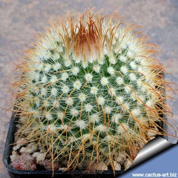2534 cactus-art Cactus Art