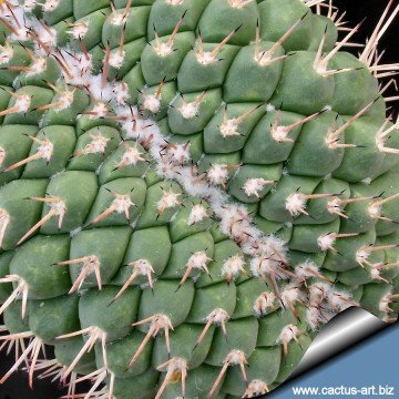 2659 cactus-art Cactus Art