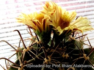 18838 Ilham Prof. Ilham Alakbarov