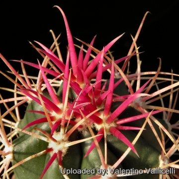 7538 valentino Valentino Vallicelli