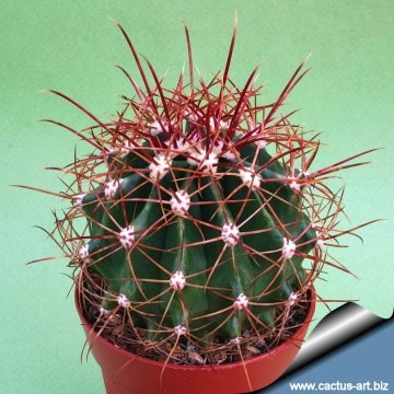 7540 cactus-art Cactus Art