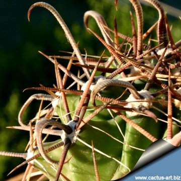 13242 cactus-art Cactus Art