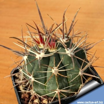 3876 cactus-art Cactus Art