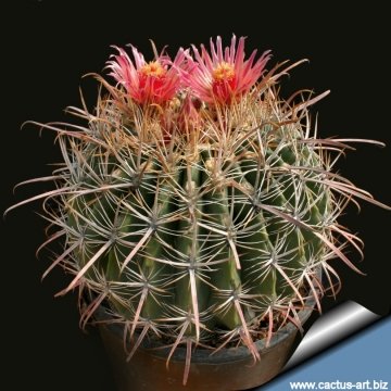 13317 cactus-art Cactus Art