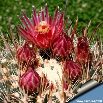 13320 cactus-art Cactus Art