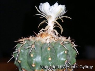 24312 agocs Agócs György