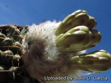 22008 julio Julio C. García