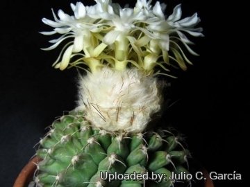 22010 julio Julio C. García